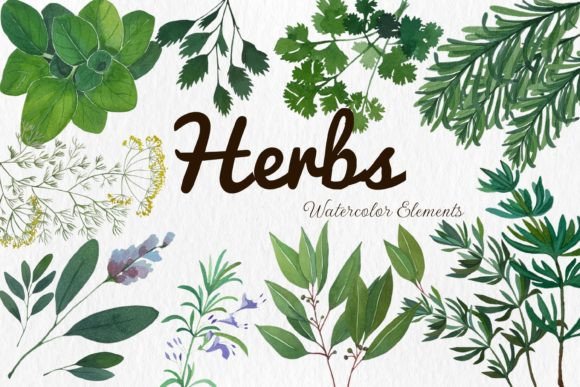 Download Watercolor Herbs Rosemary Sage Dill - Water Collection